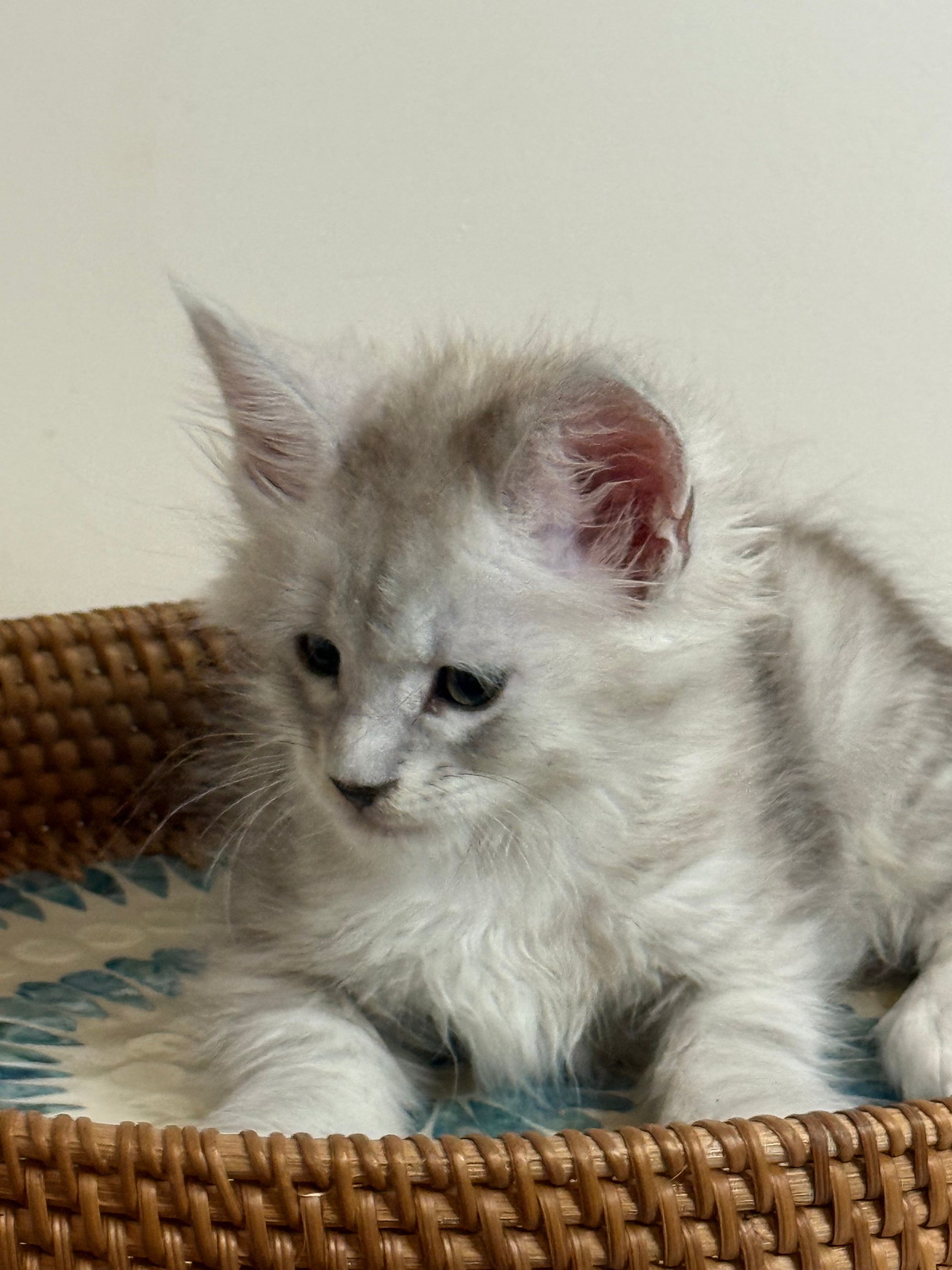 Pale Silver Maine Coon male/ Located in Ottawa area