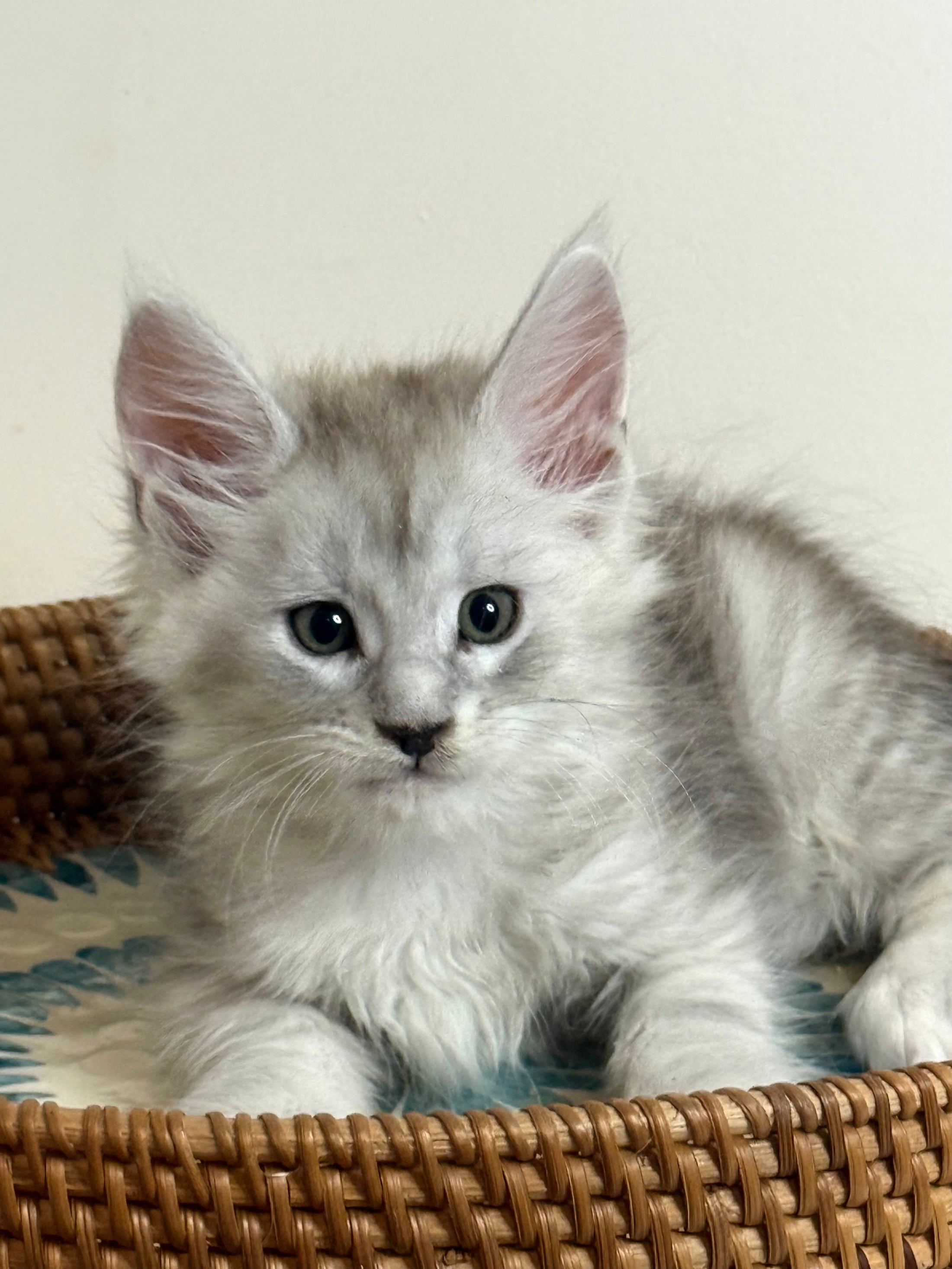 Pale Silver Maine Coon male/ Located in Ottawa area