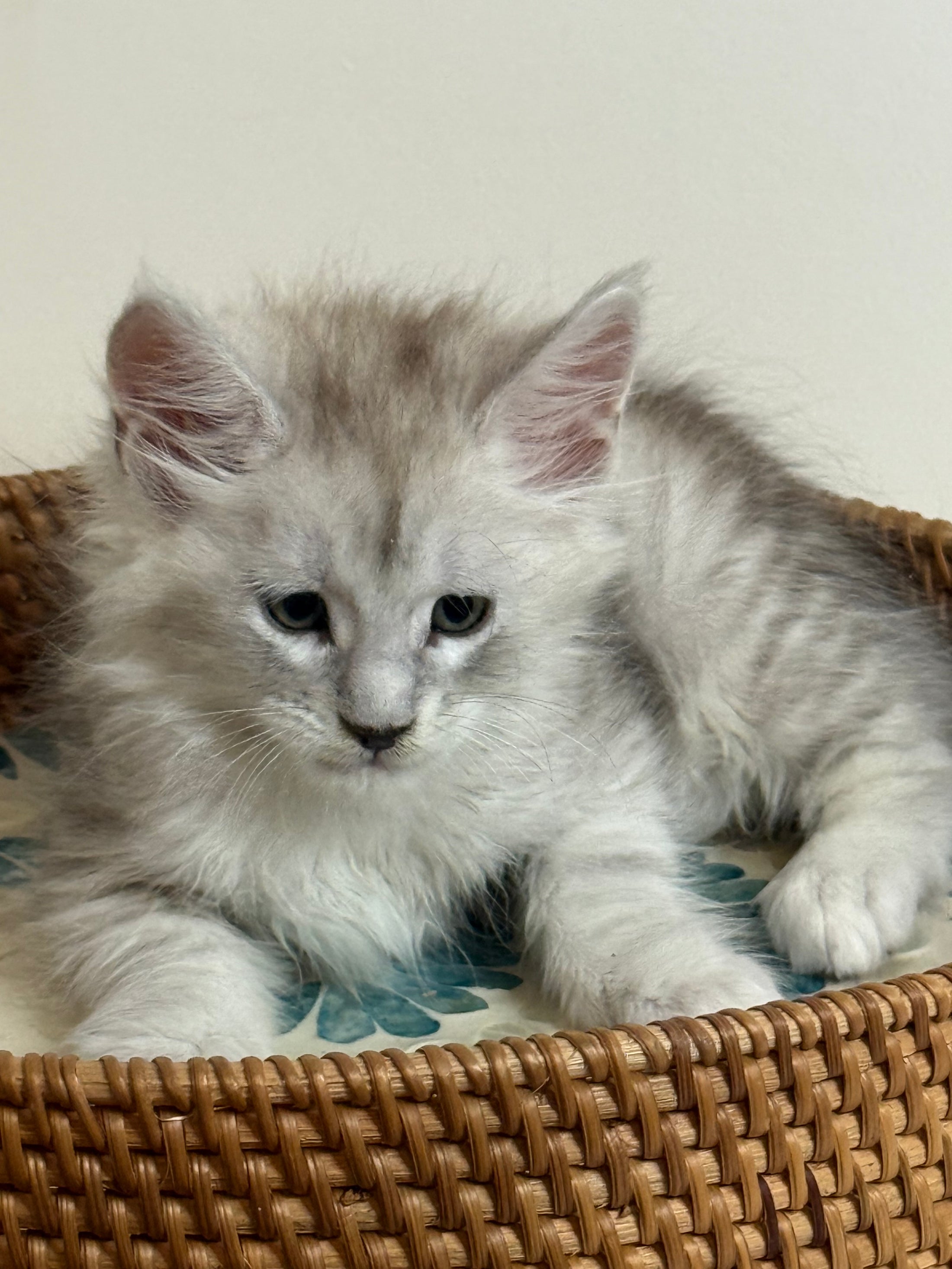 Pale Silver Maine Coon male/ Located in Ottawa area
