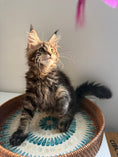 Load image into Gallery viewer, Black Marble Maine Coon male / Located in Ottawa area
