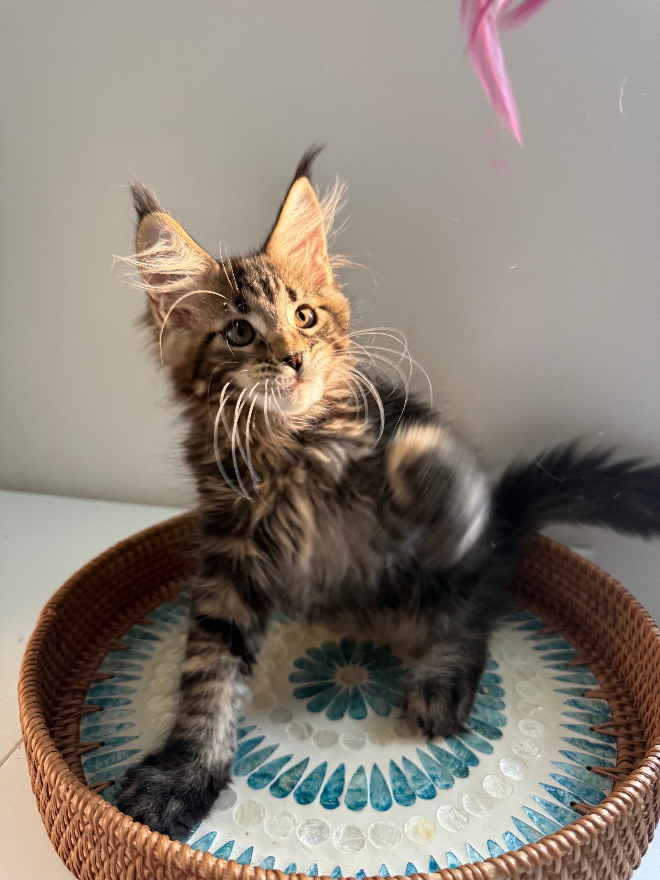 Black Marble Maine Coon male / Located in Ottawa area