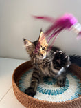 Load image into Gallery viewer, Black Marble Maine Coon male / Located in Ottawa area
