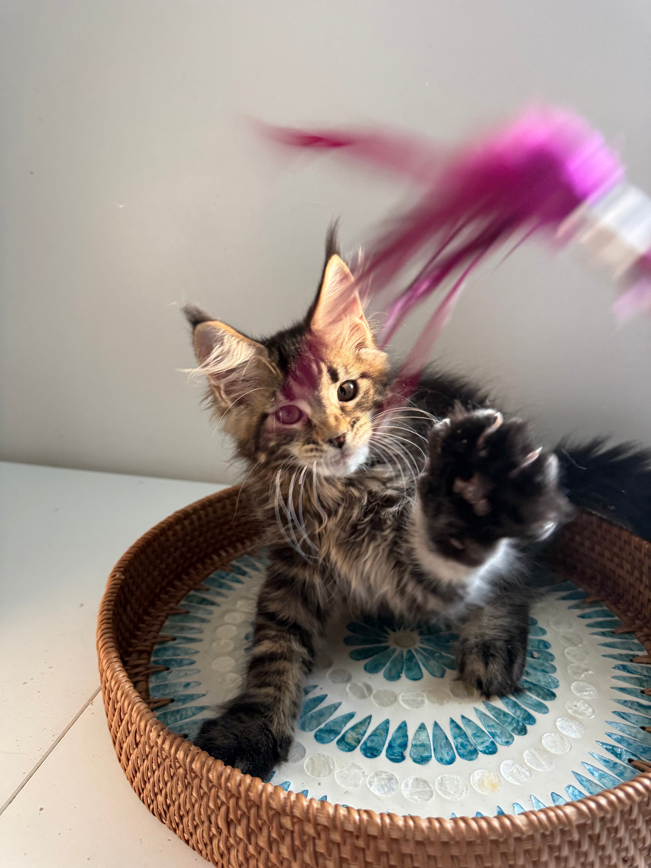 Black Marble Maine Coon male / Located in Ottawa area