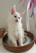 Load image into Gallery viewer, White Maine Coon female / Located in Ottawa area
