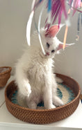Load image into Gallery viewer, White Maine Coon female / Located in Ottawa area
