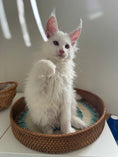 Load image into Gallery viewer, White Maine Coon female / Located in Ottawa area
