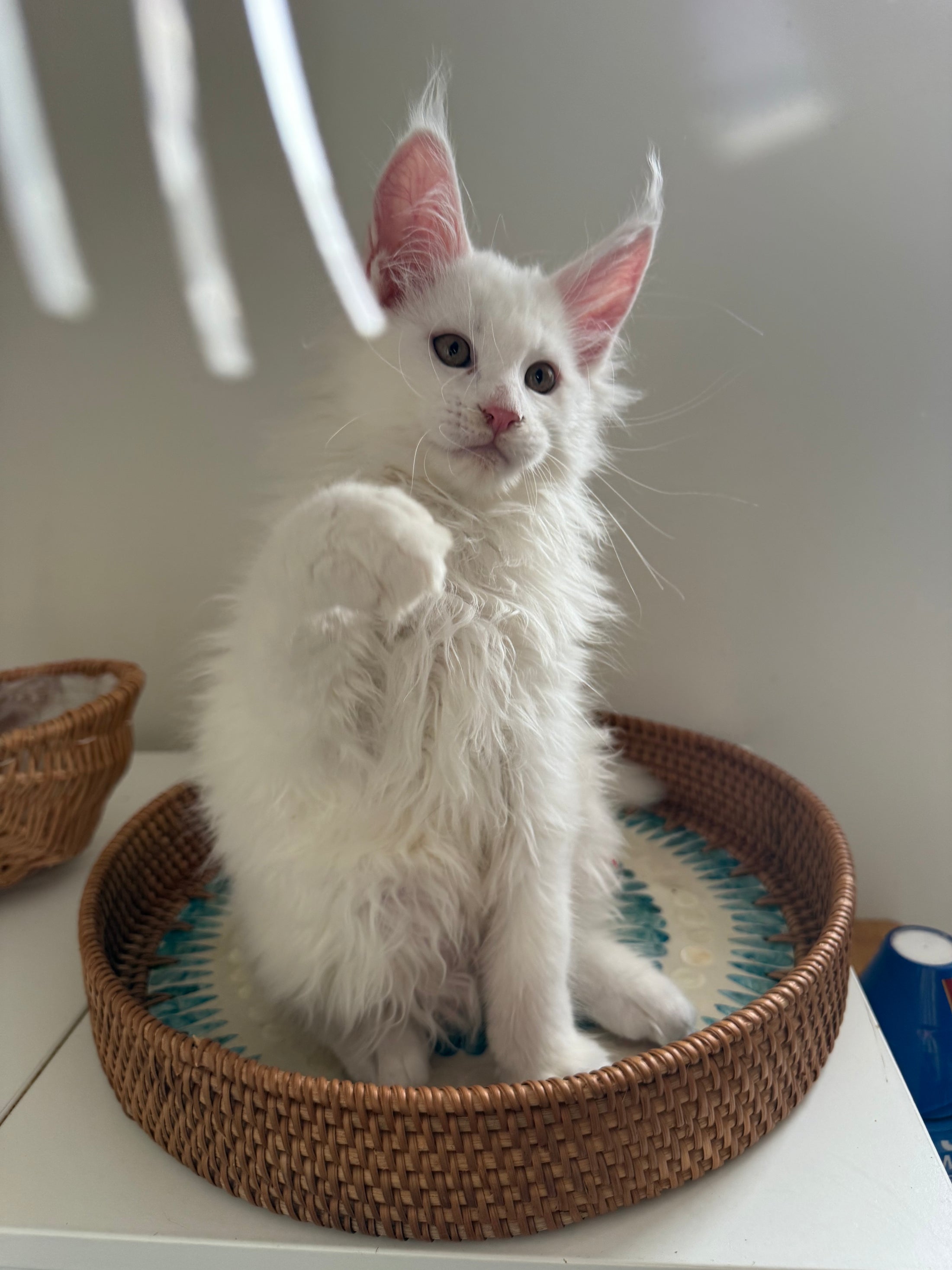 White Maine Coon female / Located in Ottawa area
