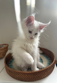 Load image into Gallery viewer, White Maine Coon female / Located in Ottawa area
