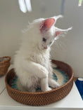 Load image into Gallery viewer, White Maine Coon female / Located in Ottawa area
