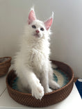 Load image into Gallery viewer, White Maine Coon female / Located in Ottawa area
