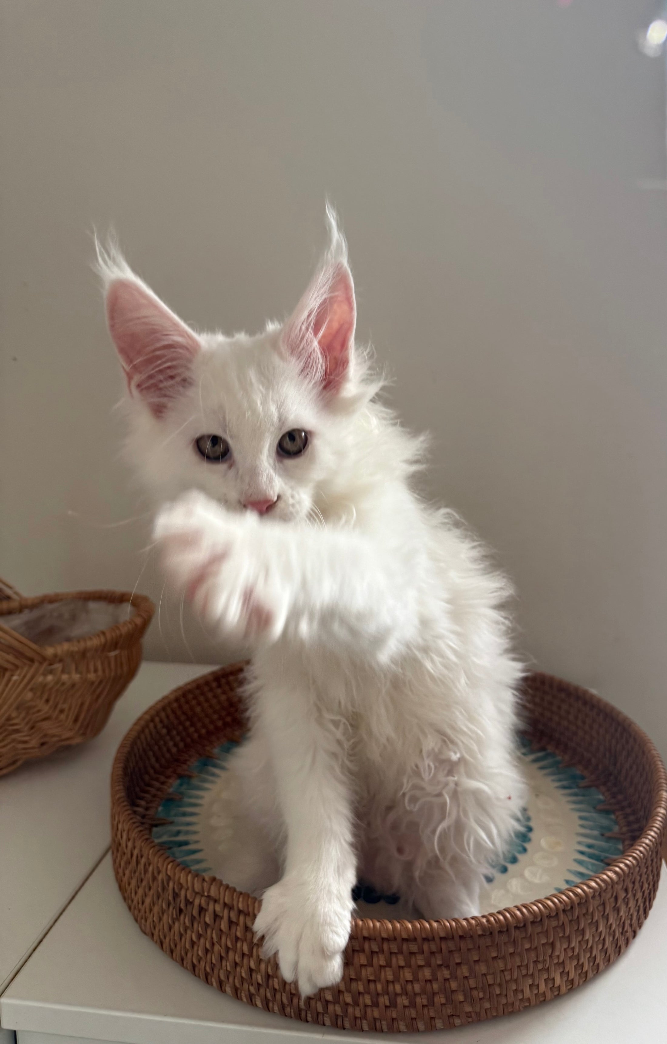 White Maine Coon female / Located in Ottawa area