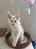Load image into Gallery viewer, White Maine Coon female / Located in Ottawa area
