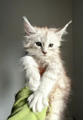 Load image into Gallery viewer, Pale Silver Maine Coon female/ Located in Ottawa area
