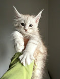 Load image into Gallery viewer, Pale Silver Maine Coon female/ Located in Ottawa area
