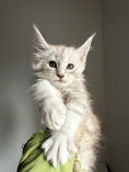 Load image into Gallery viewer, Pale Silver Maine Coon female/ Located in Ottawa area
