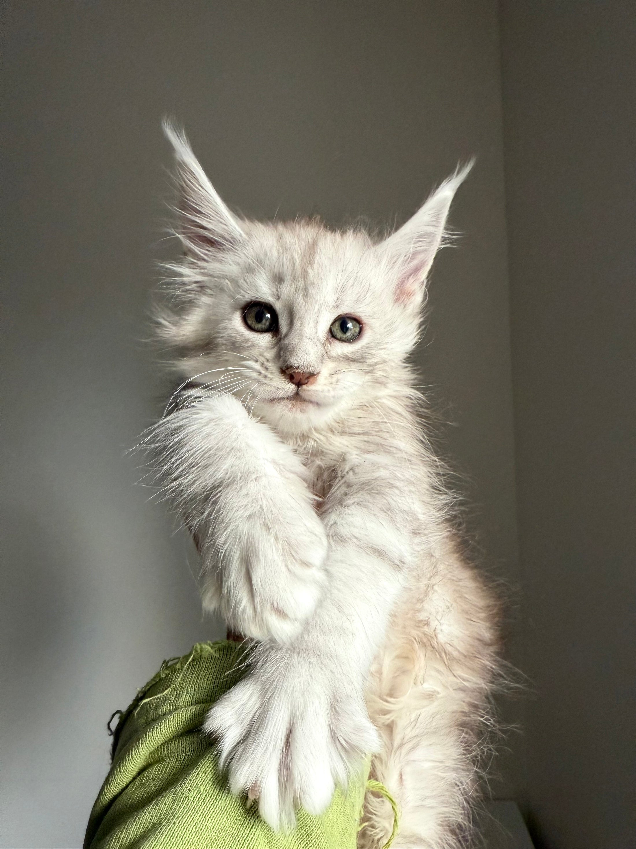 Pale Silver Maine Coon female/ Located in Ottawa area