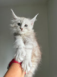 Load image into Gallery viewer, Pale Silver Maine Coon female/ Located in Ottawa area
