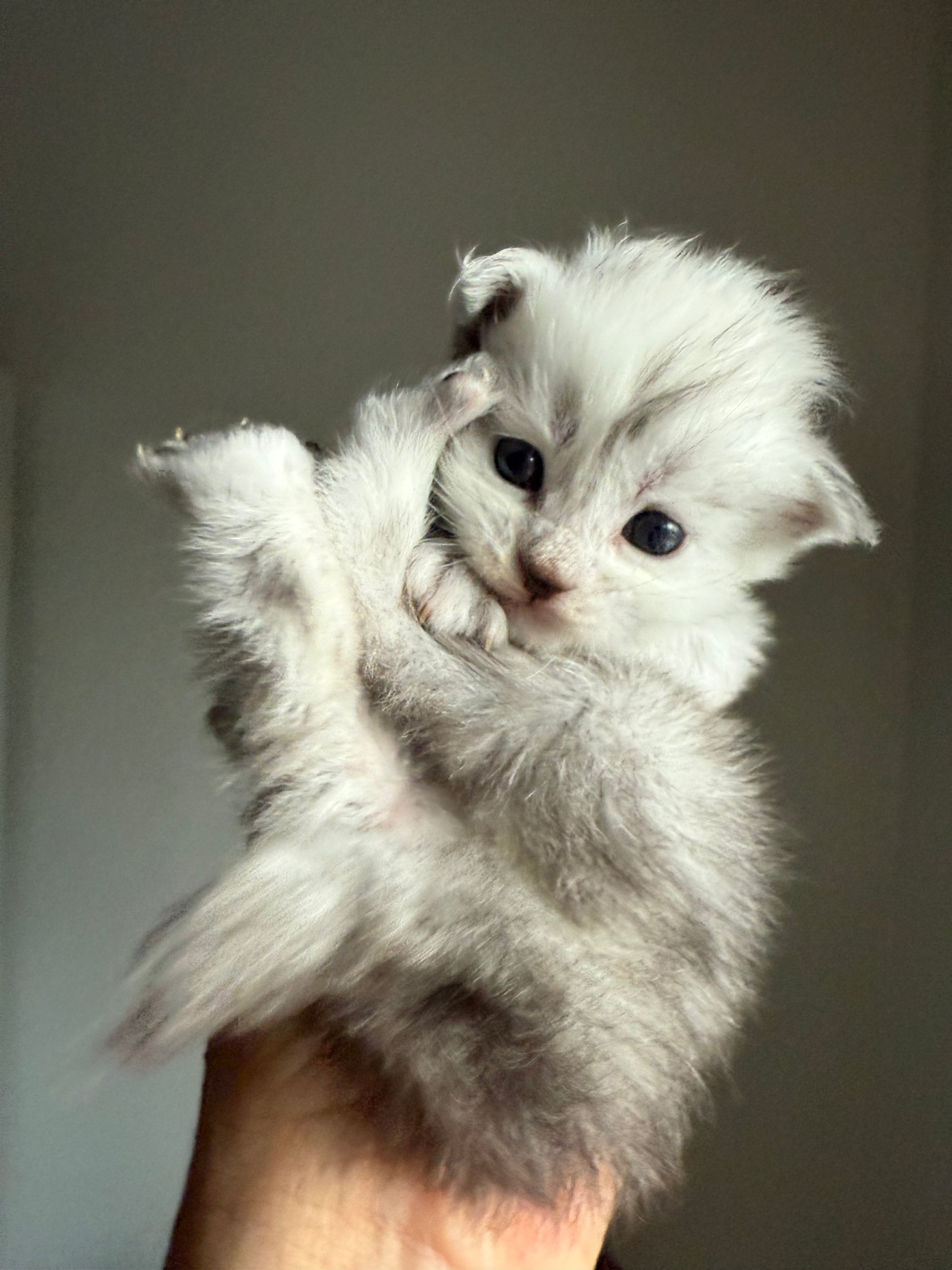 Black Silver Shaded Maine Coon male / Located in Ottawa area