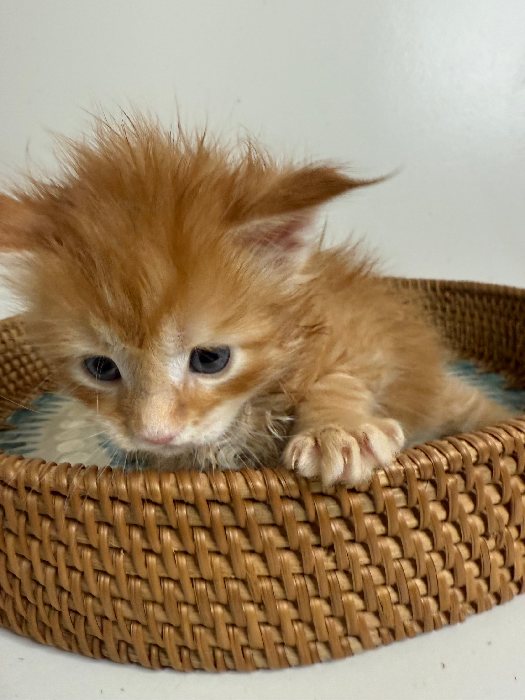 Red Maine Coon male / Located in Ottawa area