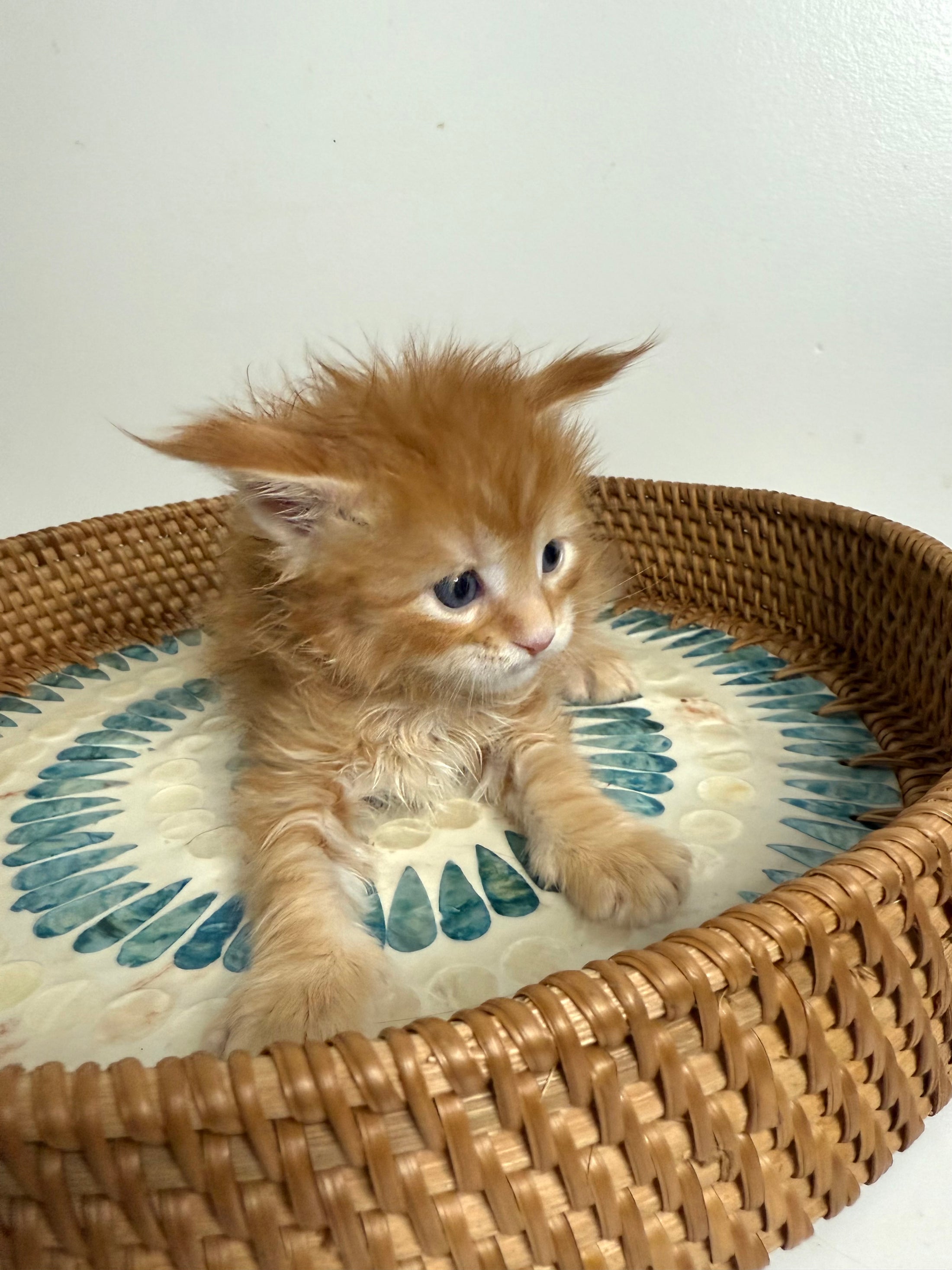 Red Maine Coon male / Located in Ottawa area