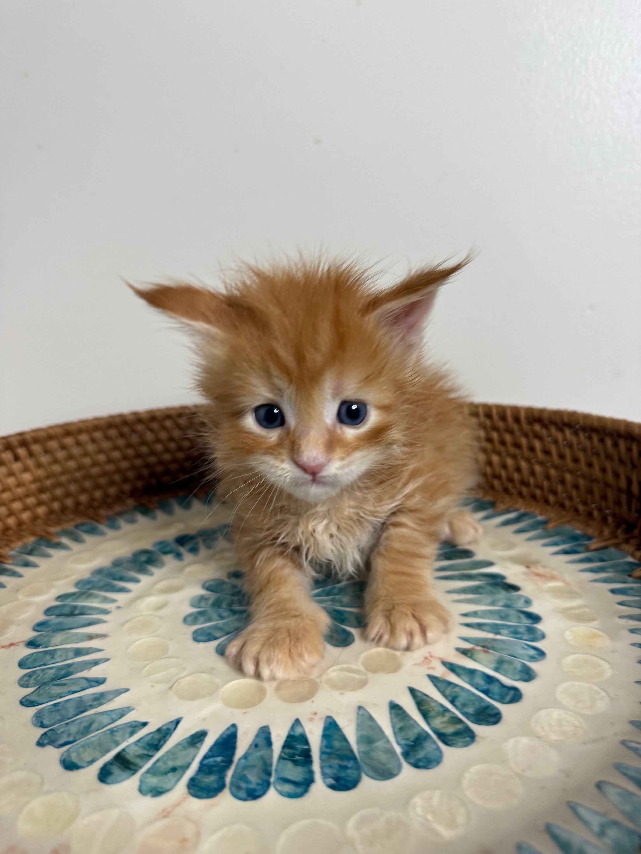 Red Maine Coon male / Located in Ottawa area