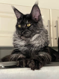Load image into Gallery viewer, Black Smoke Maine Coon Male / Located in Ottawa area - Barrhaven
