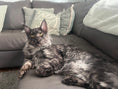 Load image into Gallery viewer, Black Smoke Maine Coon Male / Located in Ottawa area - Barrhaven
