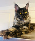 Load image into Gallery viewer, Black Smoke Maine Coon Male / Located in Ottawa area - Barrhaven
