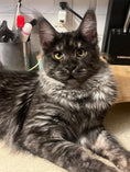 Load image into Gallery viewer, Black Smoke Maine Coon Male / Located in Ottawa area - Barrhaven
