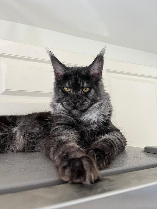 Black Smoke Maine Coon Male / Located in Ottawa area - Barrhaven