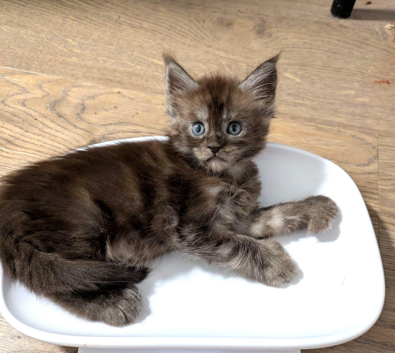 Black Smoke Maine Coon polydactyl Male / Located in Ottawa