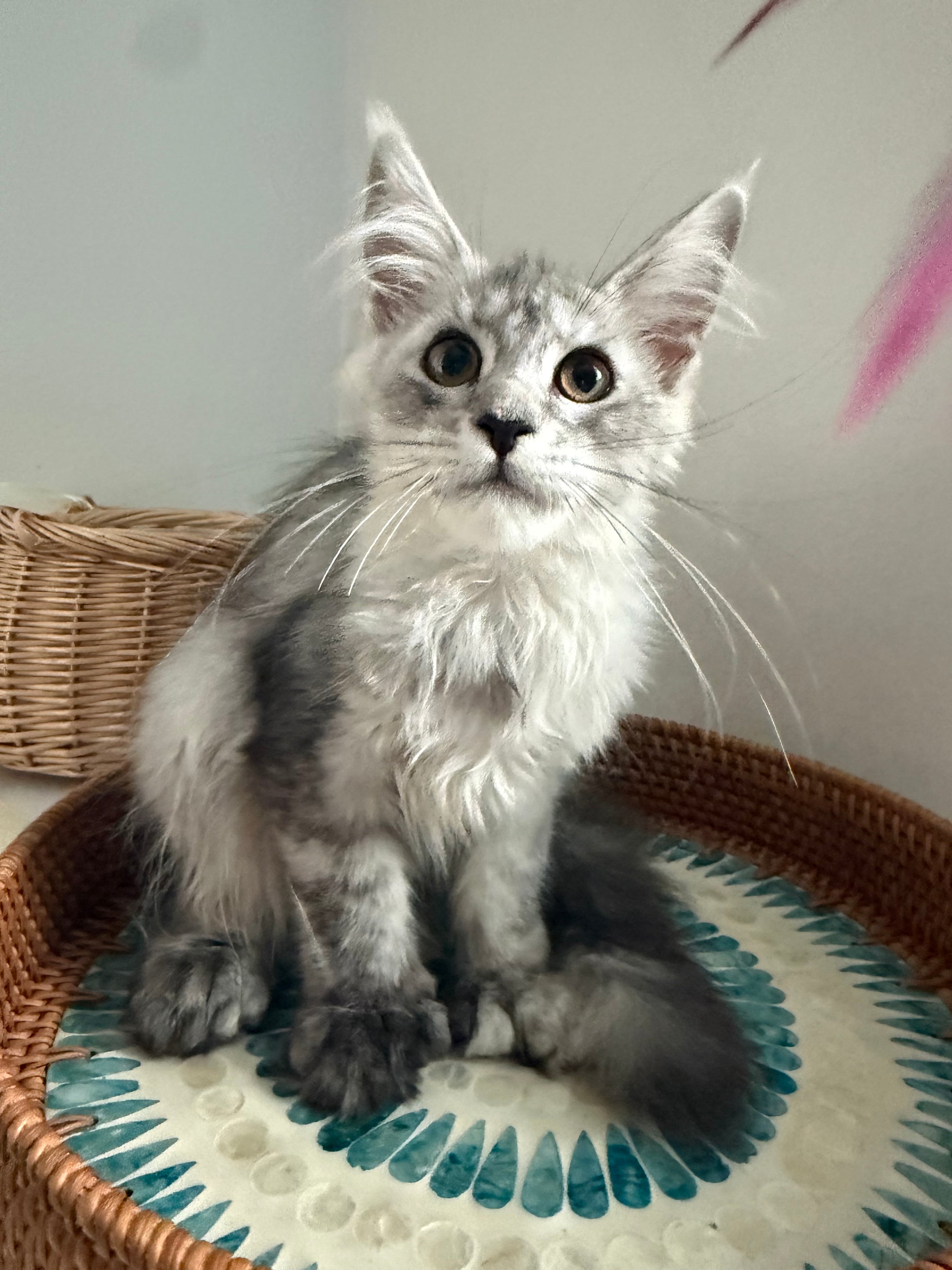 Pale Silver Maine Coon Polydactyl female / Located in Ottawa area