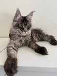 Load image into Gallery viewer, Black Silver Maine Coon male 3 / Located in Ottawa area

