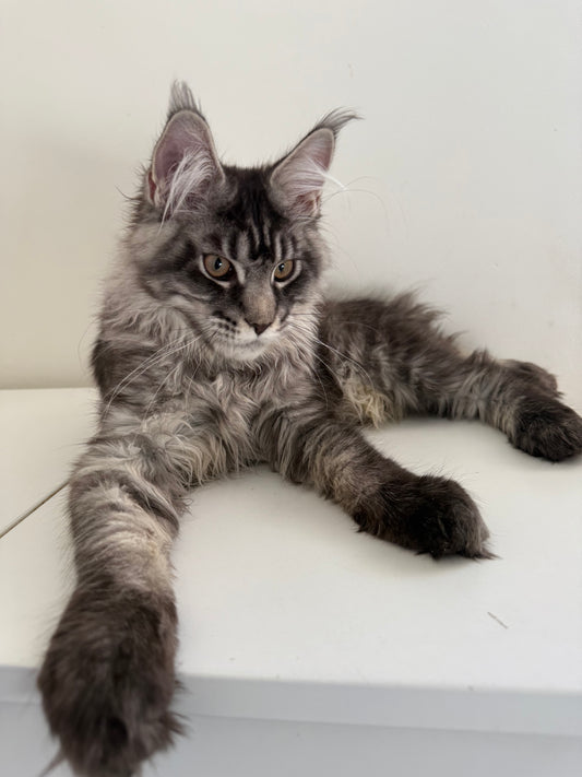 Black Silver Maine Coon male 3 / Located in Ottawa area