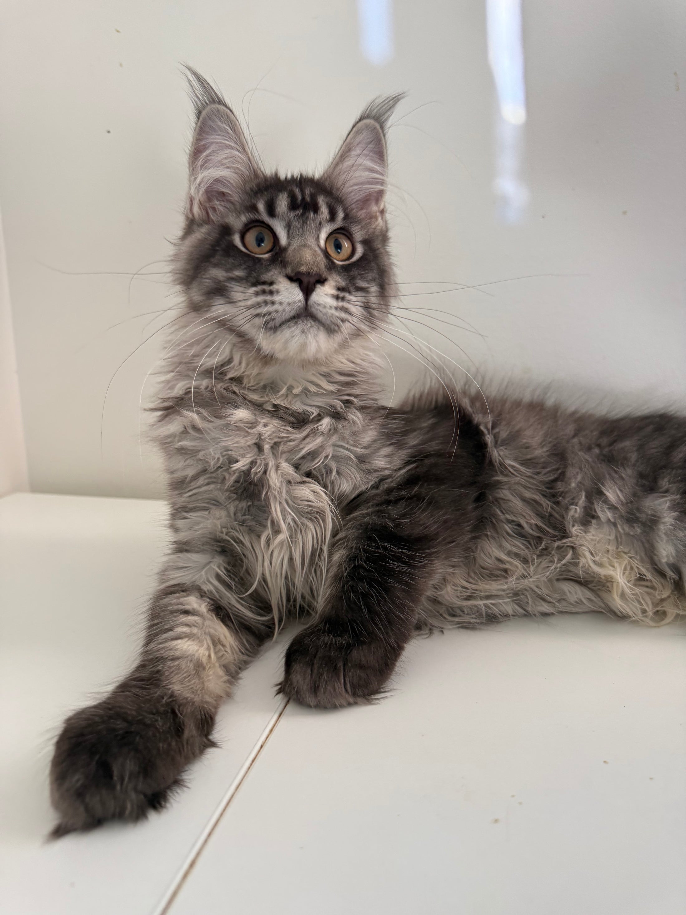 Black Silver Maine Coon male 3 / Located in Ottawa area