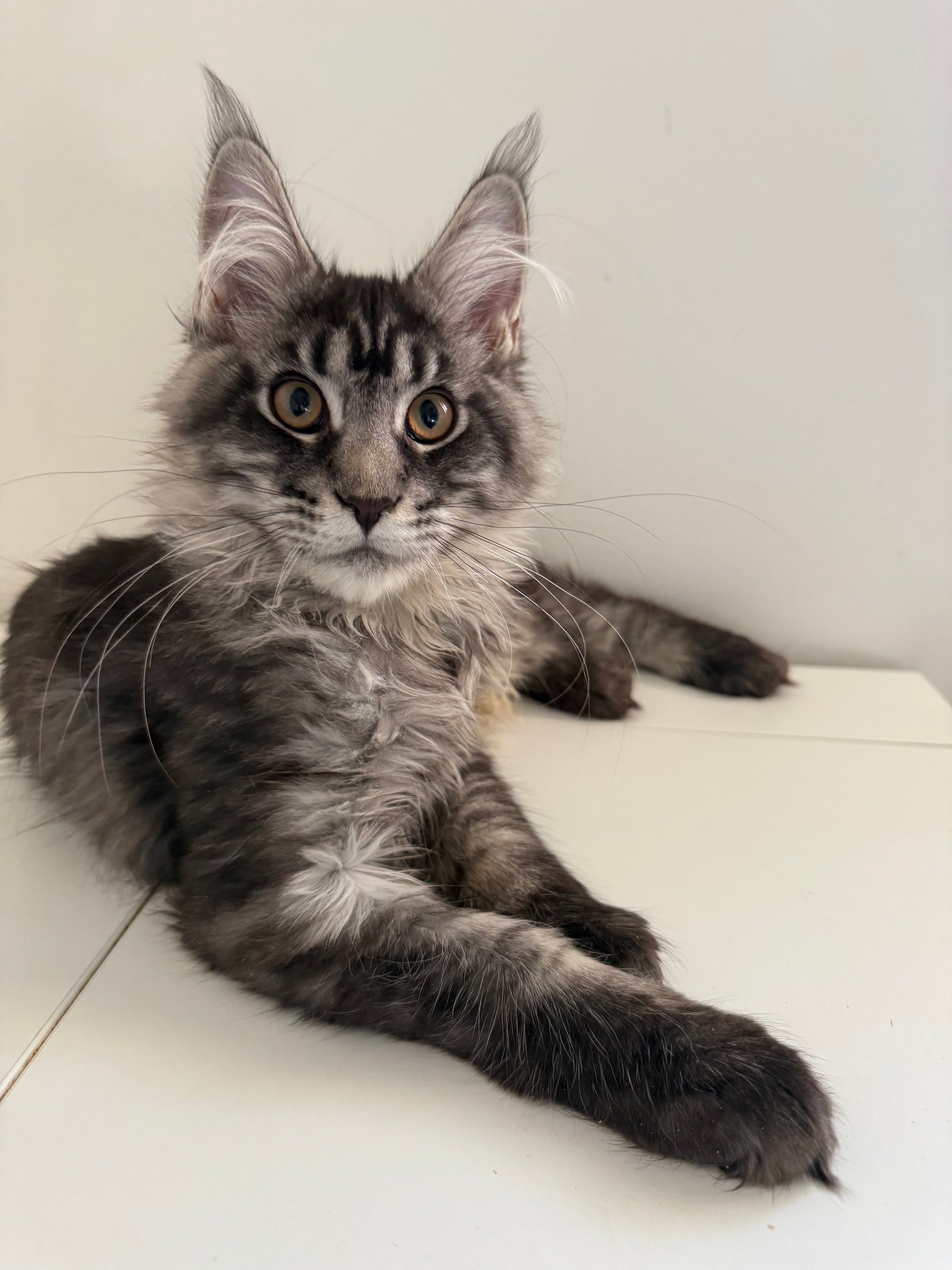 Black Silver Maine Coon male 3 / Located in Ottawa area