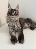 Load image into Gallery viewer, Black Silver Maine Coon male 3 / Located in Ottawa area
