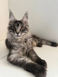 Load image into Gallery viewer, Black Silver Maine Coon male 3 / Located in Ottawa area
