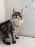 Load image into Gallery viewer, Black Silver Maine Coon female - located in Ottawa area
