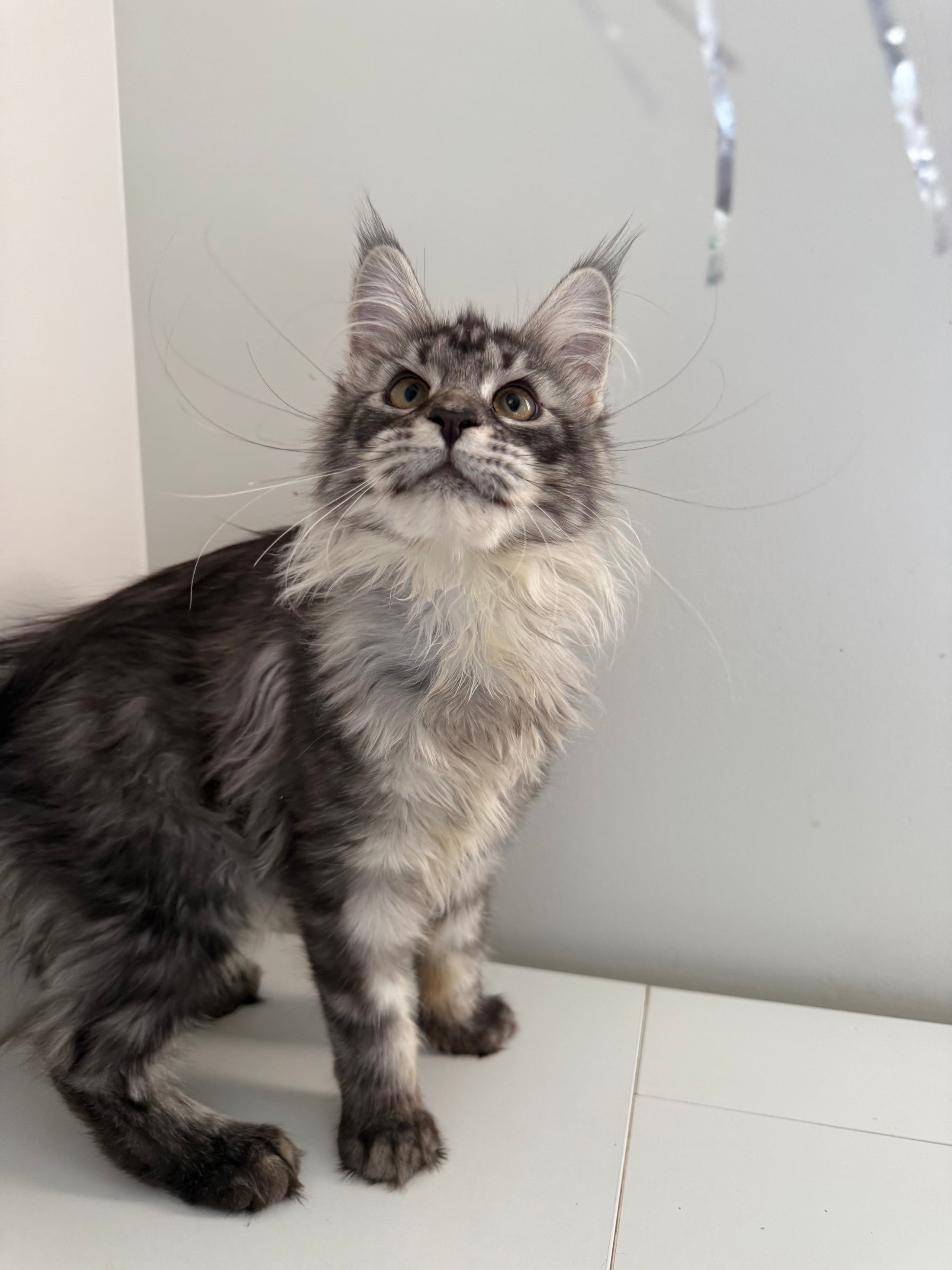 Black Silver Maine Coon female - located in Ottawa area
