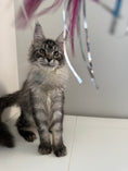Load image into Gallery viewer, Black Silver Maine Coon female - located in Ottawa area
