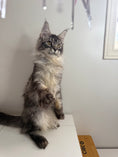 Load image into Gallery viewer, Black Silver Maine Coon female - located in Ottawa area
