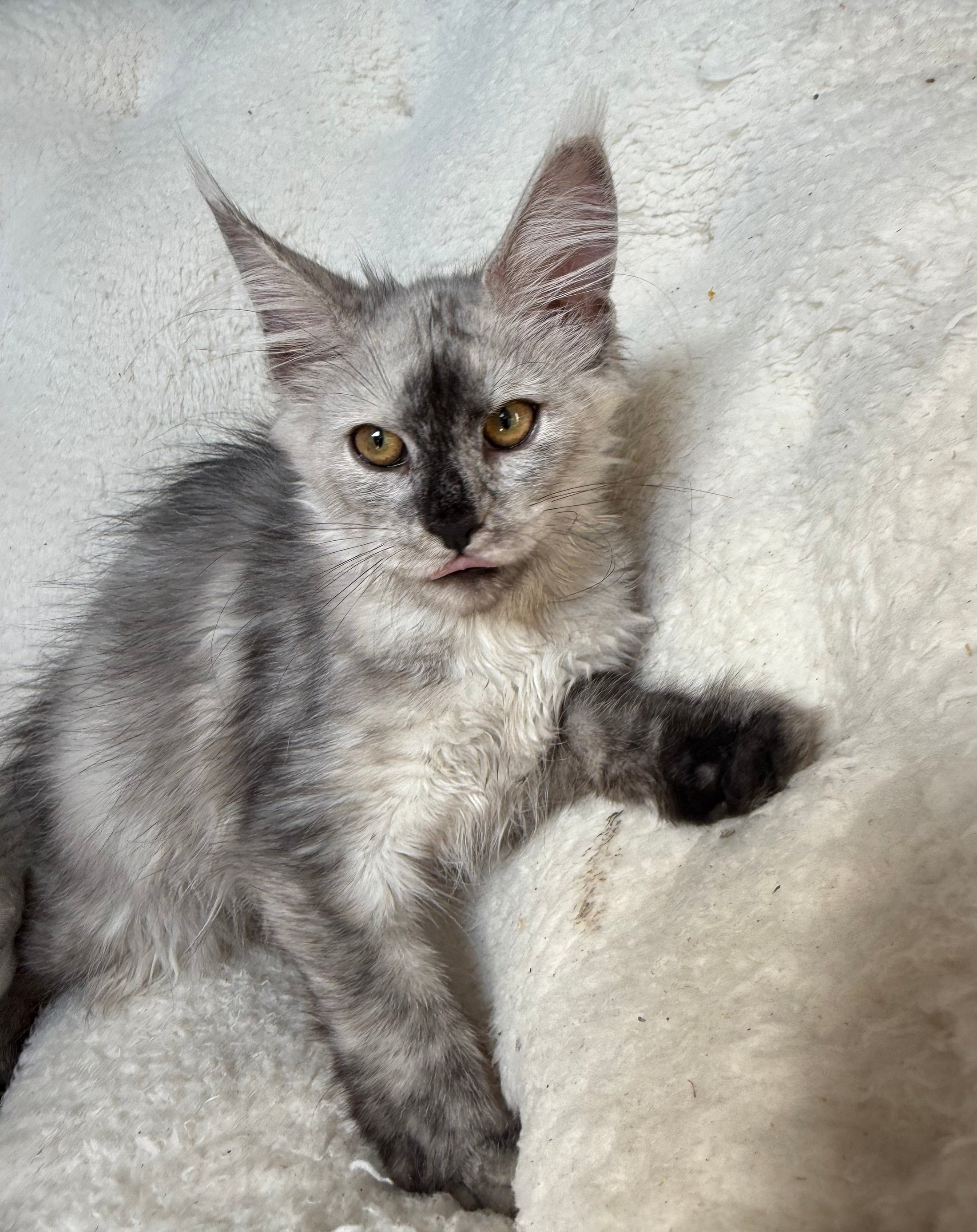High Smoke Maine Coon female / Located in Ottawa area