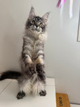 Load image into Gallery viewer, Black Silver Maine Coon female - located in Ottawa area
