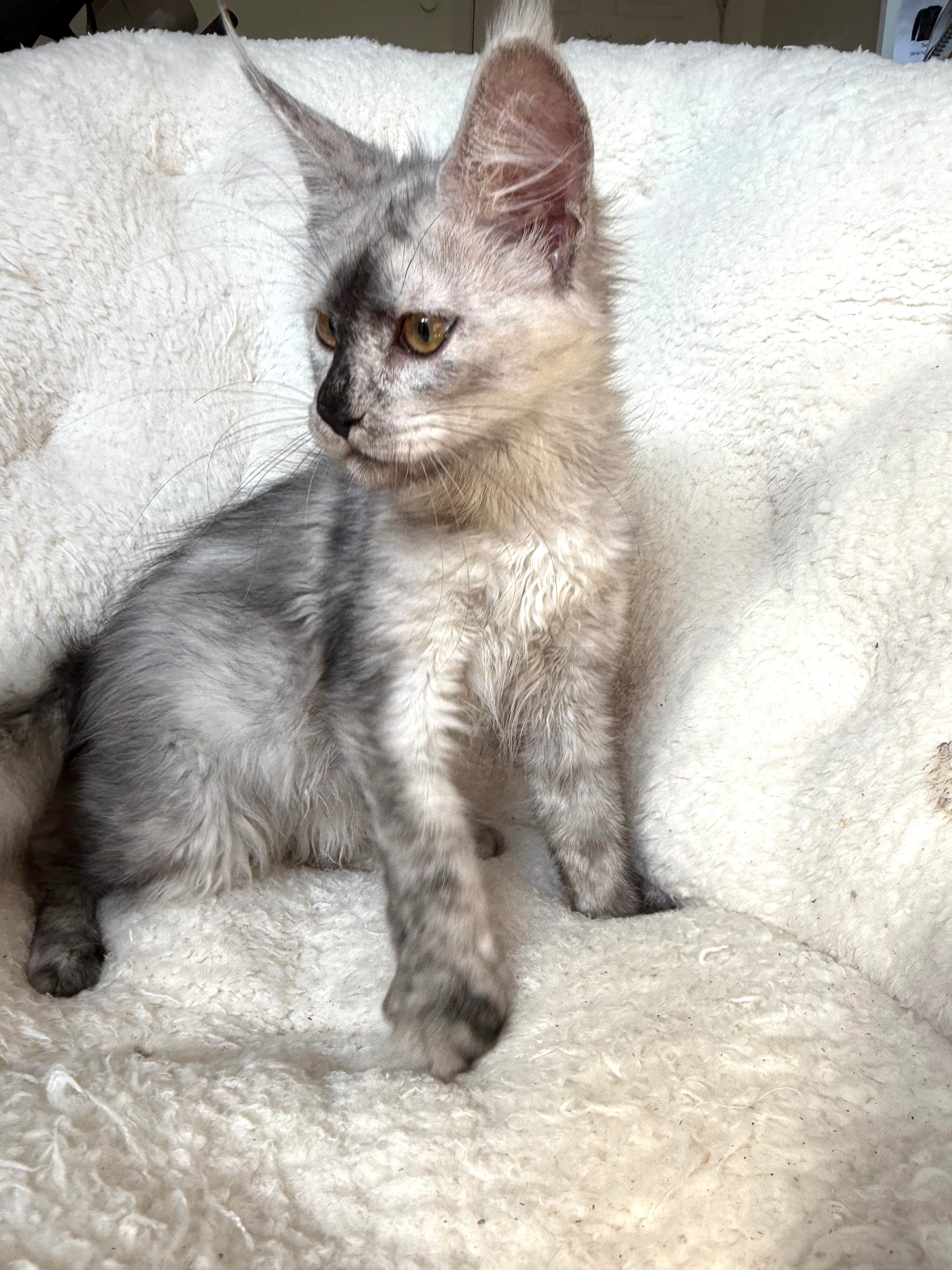 High Smoke Maine Coon female / Located in Ottawa area