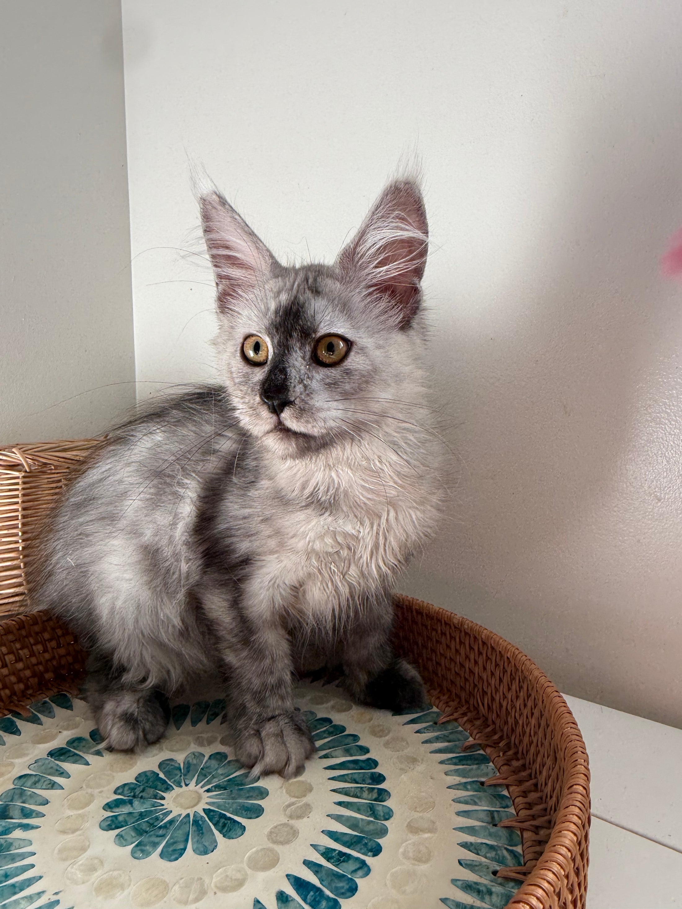 High Smoke Maine Coon female / Located in Ottawa area