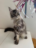 Load image into Gallery viewer, Black Silver Maine Coon female - located in Ottawa area
