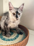 Load image into Gallery viewer, High Smoke Maine Coon female / Located in Ottawa area
