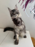 Load image into Gallery viewer, Black Silver Maine Coon female - located in Ottawa area
