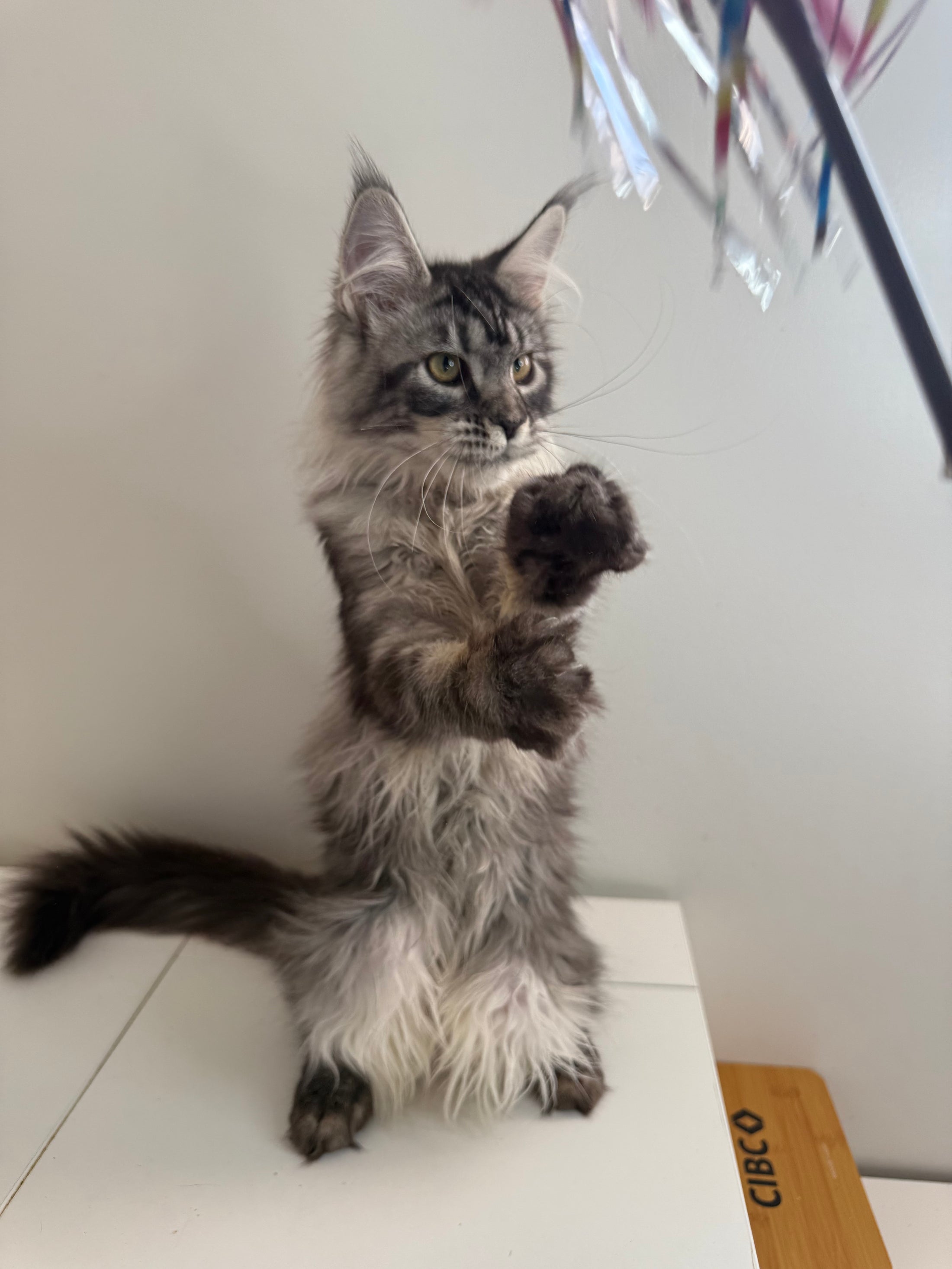 Black Silver Maine Coon female - located in Ottawa area